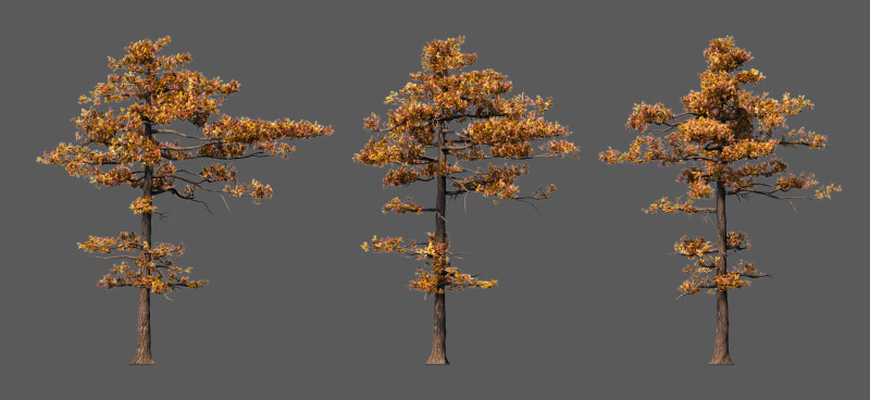 Pine tree 3Dモデル .c4d .max .obj .3ds .fbx .stl .blend 