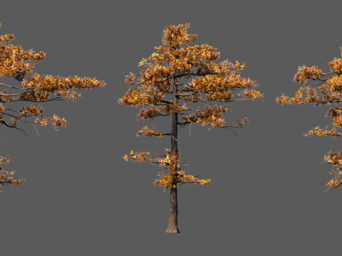 Pine tree 3D 模型