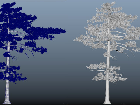 Pine tree 3Dモデル