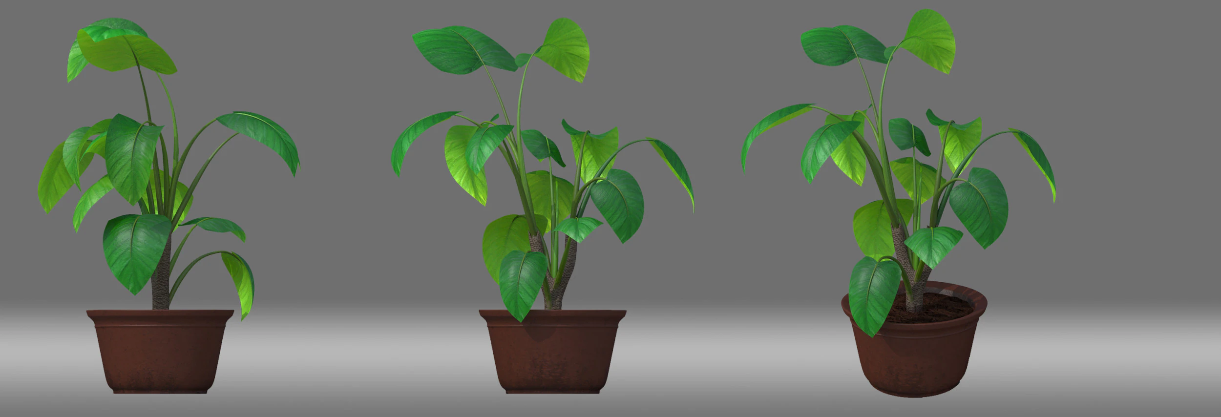Potted Plant 3D Model .c4d .max .obj .3ds .fbx .stl .blend 