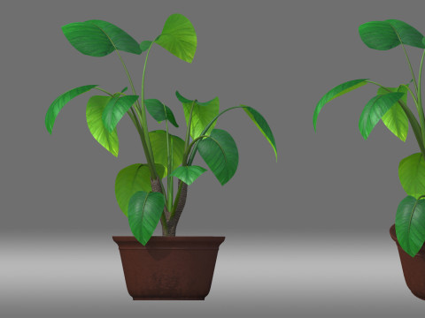 Potted Plant 3D Model
