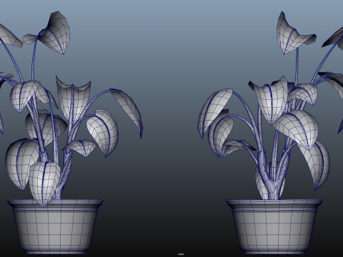 Potted Plant Modello 3D