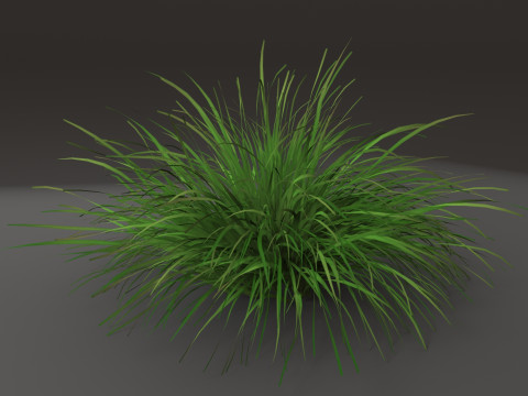 Grass shrub 3D मॉडल