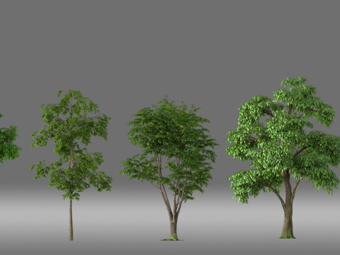 Cartoon tree plant 3D 模型