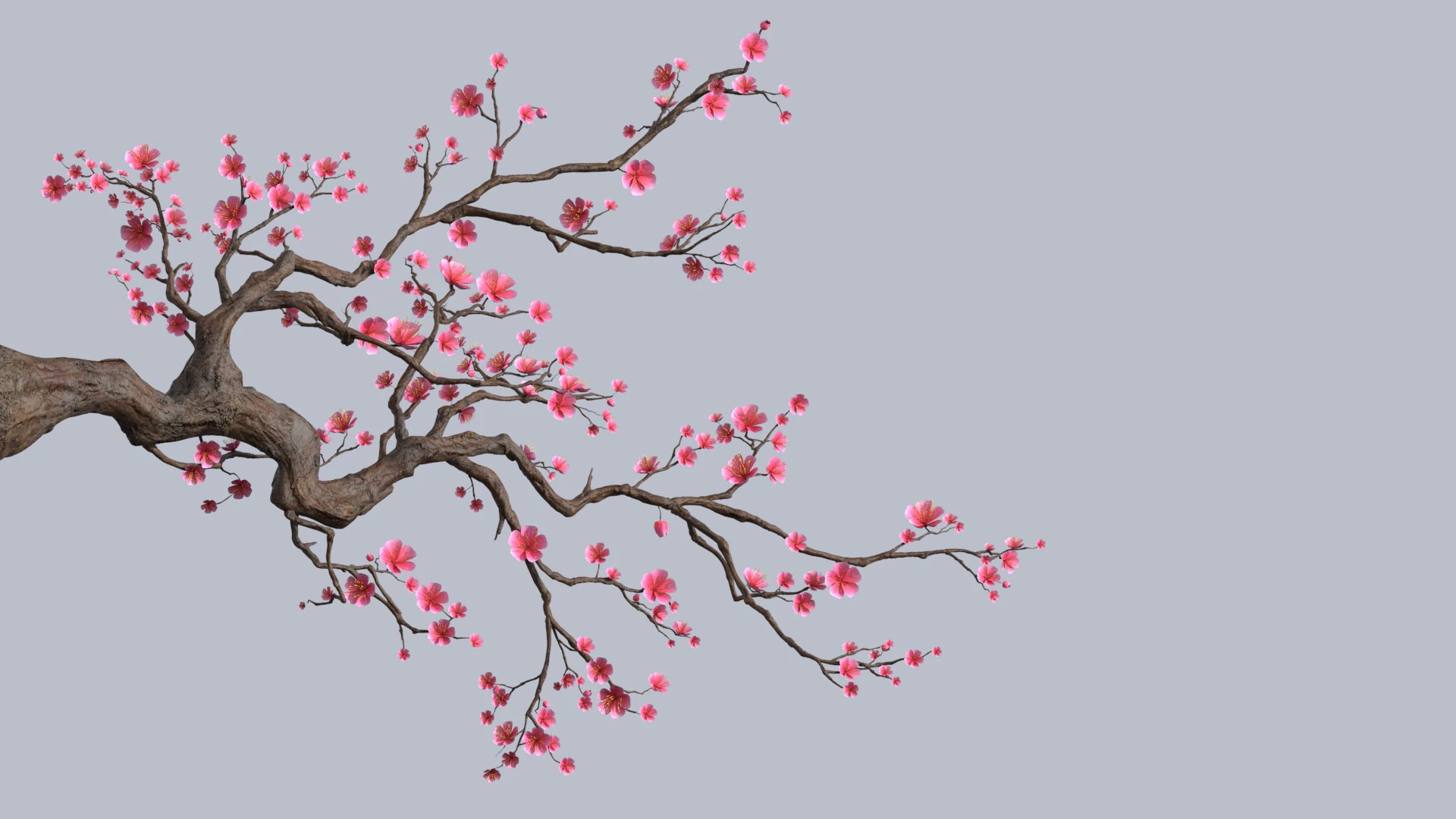The plum tree 3D Model .c4d .max .obj .3ds .fbx .stl .blend 