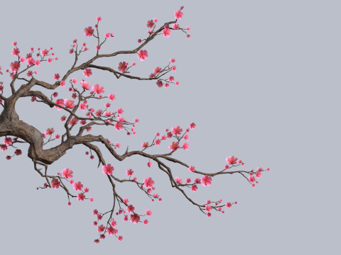 The plum tree Modello 3D