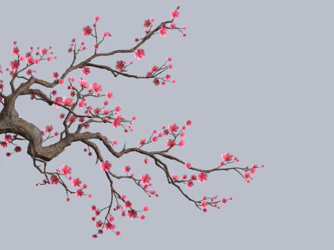 梅の木 3Dモデル