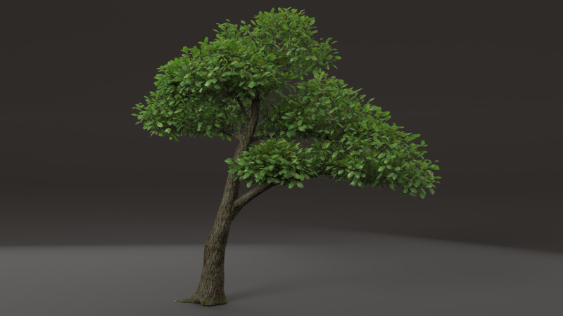 Tree shrub plant 3D Model .c4d .max .obj .3ds .fbx .stl .blend