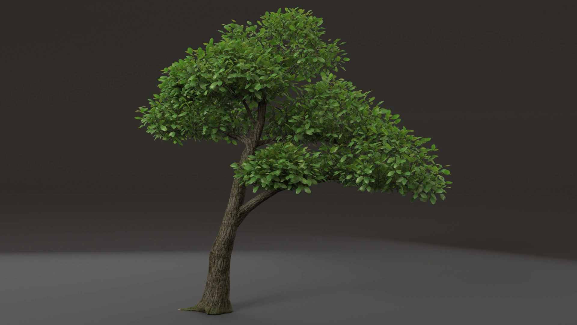 Tree shrub plant 3D Model .c4d .max .obj .3ds .fbx .stl .blend 