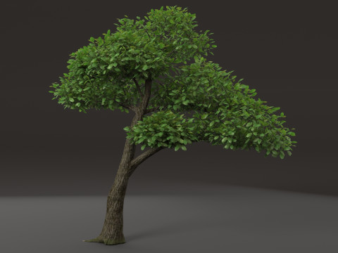 Tree shrub plant 3D Model