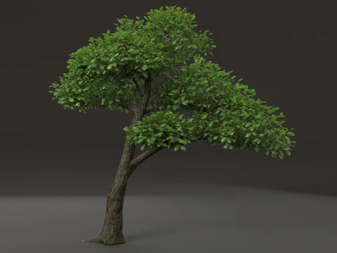 Деревно-чагарникова рослина 3D Модель