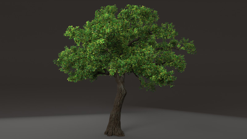 Tree shrub plant Model 3D .c4d .max .obj .3ds .fbx .stl .blend 