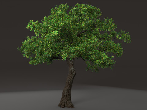 Tree shrub plant 3D Model