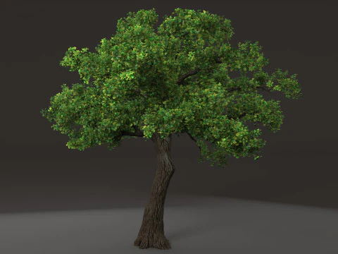 Plante arbustive Modèle 3D