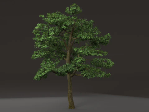 Деревно-чагарникова рослина 3D Модель