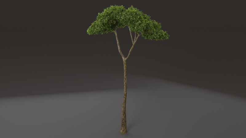 Tree shrub plant 3D मॉडल .c4d .max .obj .3ds .fbx .stl .blend 