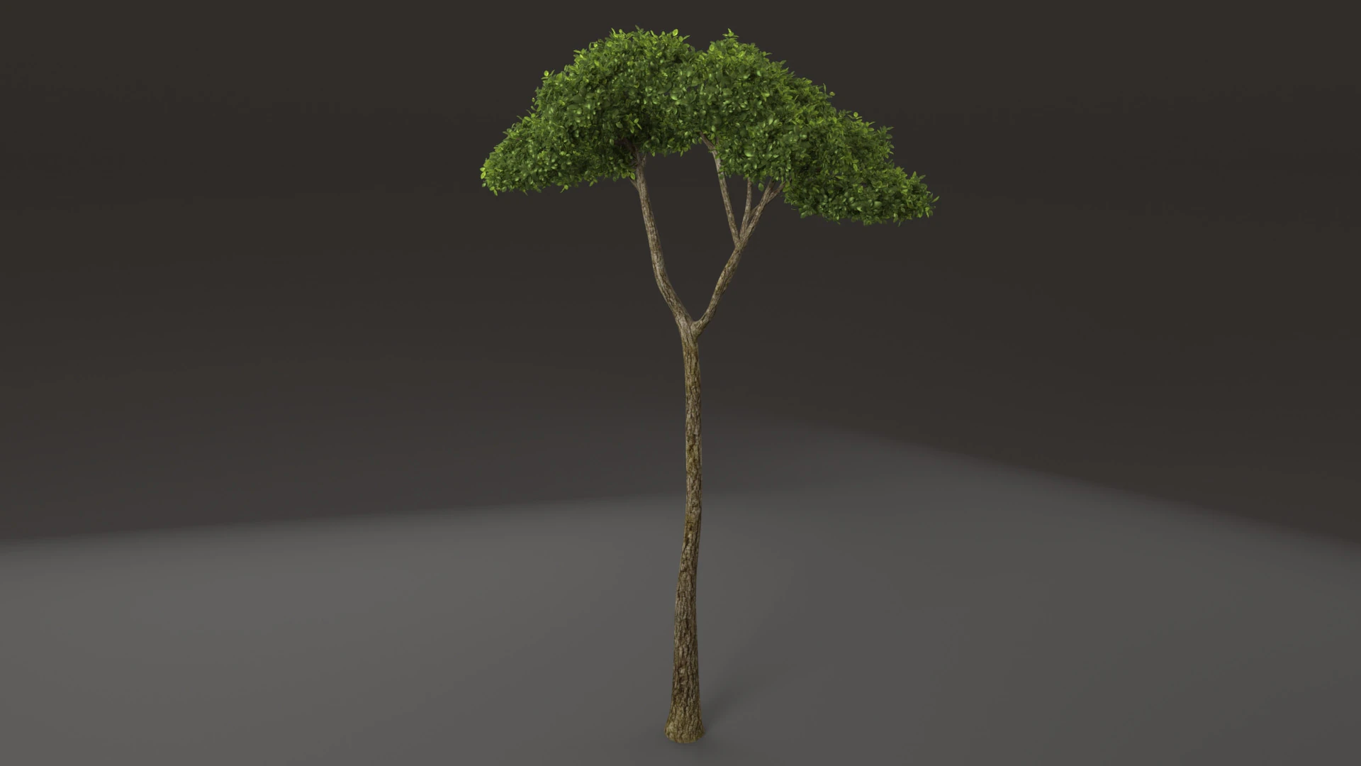 Tree shrub plant 3D Model .c4d .max .obj .3ds .fbx .stl .blend 