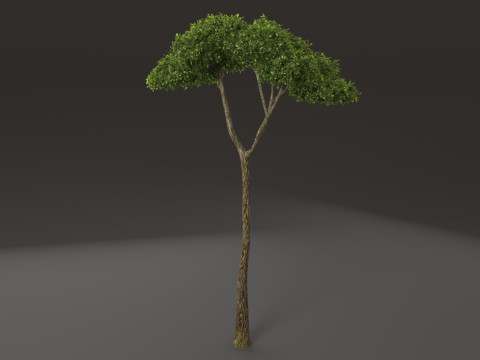 Tree shrub plant 3D Model