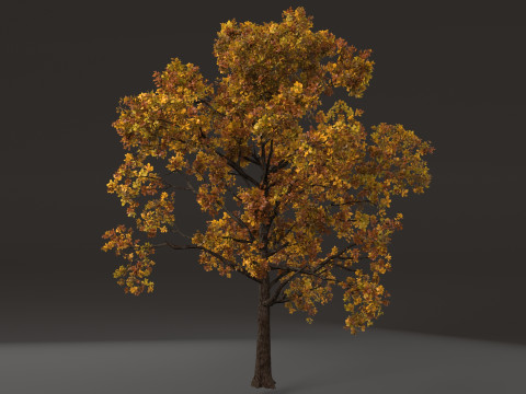 Tree shrub plant Modèle 3D