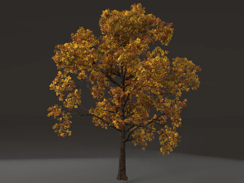 Деревно-чагарникова рослина 3D Модель