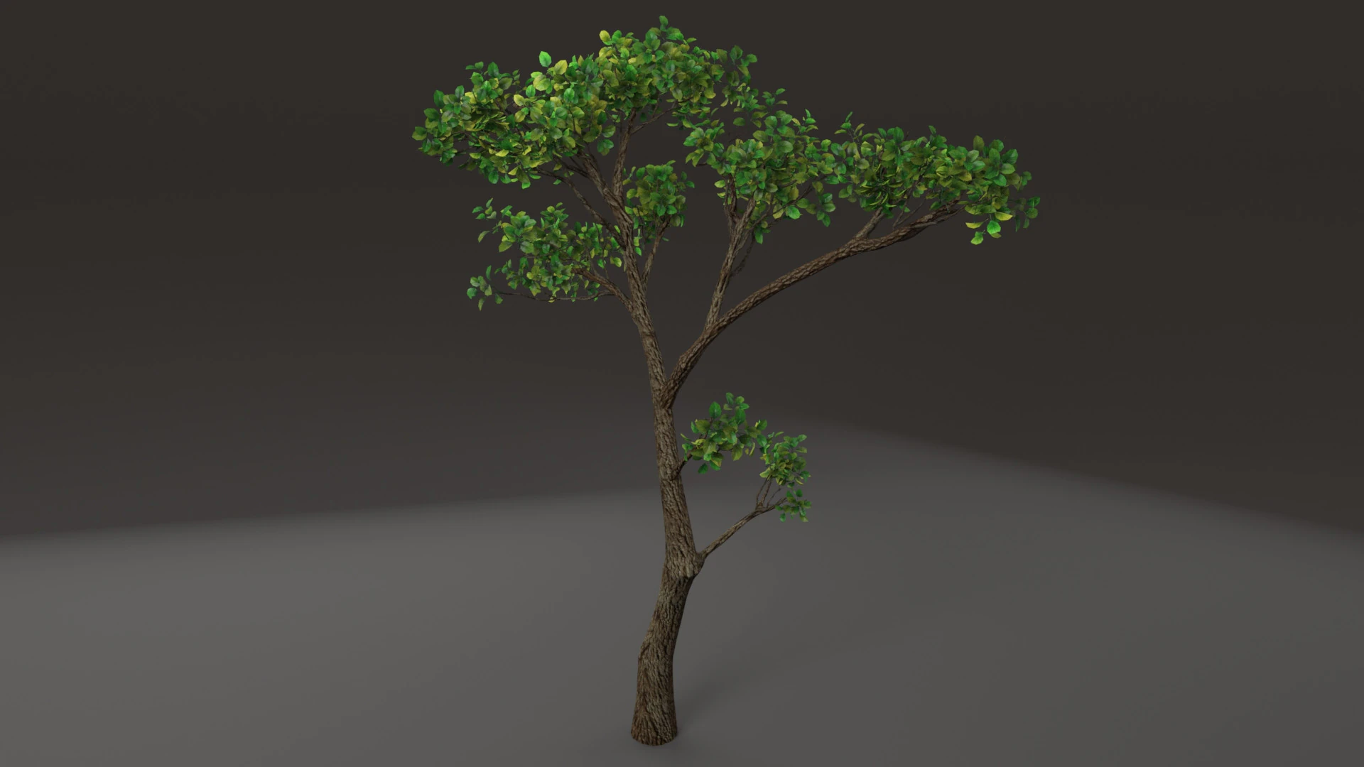 Tree shrub plant 3D Model .c4d .max .obj .3ds .fbx .stl .blend