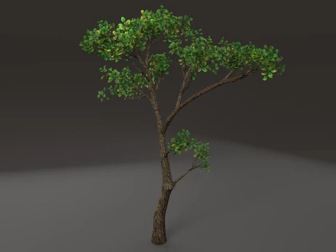 Деревно-чагарникова рослина 3D Модель