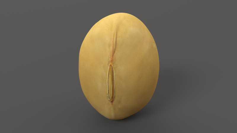 Soybean yellow bean Modelo 3D .c4d .max .obj .3ds .fbx .stl .blend 