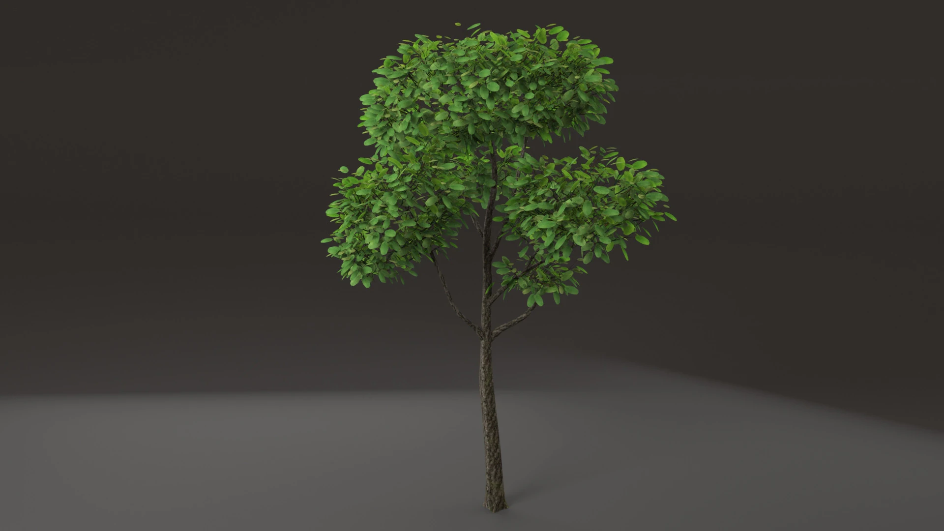Tree shrub plant 3D Model .c4d .max .obj .3ds .fbx .stl .blend 