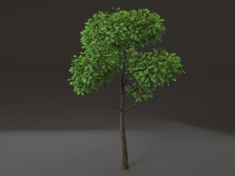 低木植物 3Dモデル