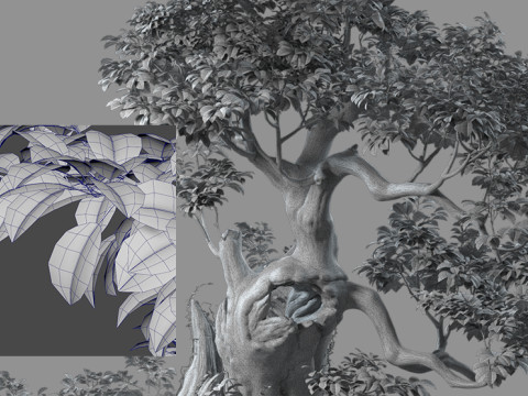 Big tree Modello 3D