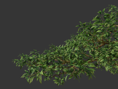 Tree branch leaf 3D Model
