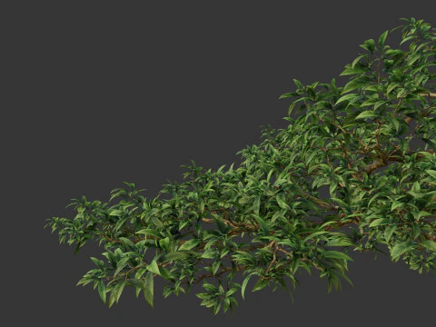 Boomtak blad 3D Model