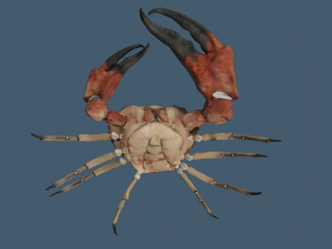 Crab 3D मॉडल