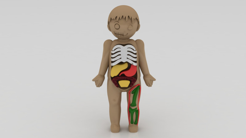 3D anatomy model Modelo de impresión 3D .c4d .max .obj .3ds .fbx .stl .blend