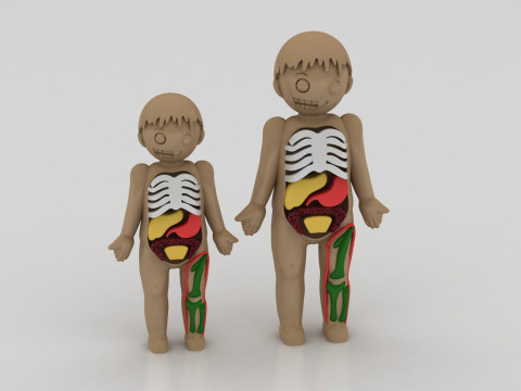 3D anatomy model Modelo de impresión 3D