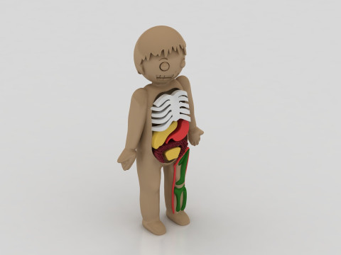 3D anatomy model Modelo de impresión 3D