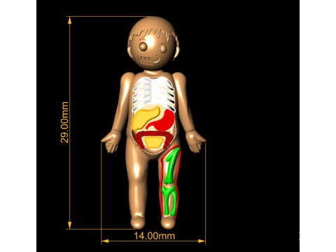3D anatomy model Modelo de impresión 3D