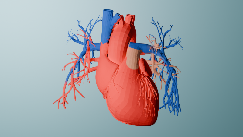 Realistic Human Heart 3D printable 3D Принт Модель .c4d .max .obj .3ds .fbx .stl .blend