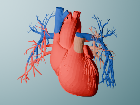 Realistic Human Heart 3D printable Modelo de Impressão 3D