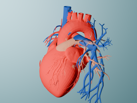 Realistic Human Heart 3D printable 3D Принт Модель