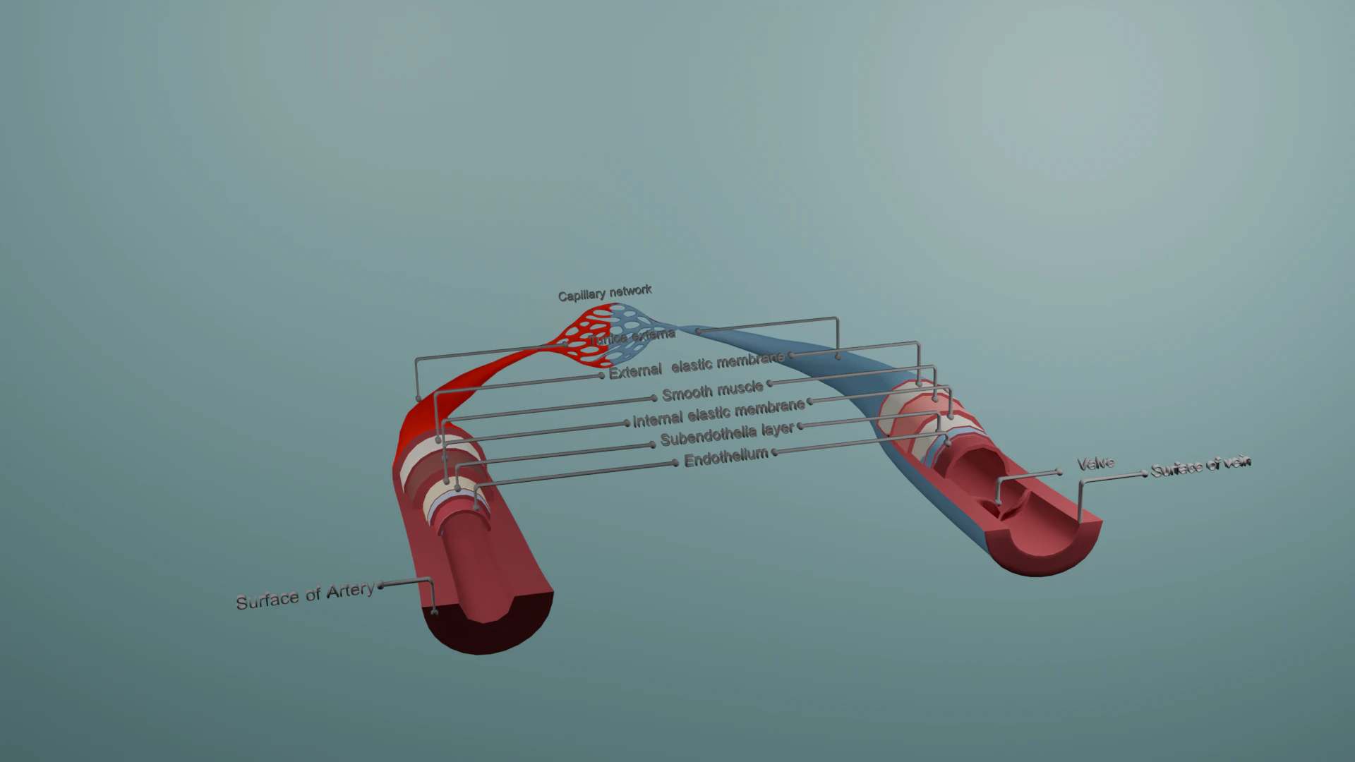 Realistic 3D Anatomical Model of Artery Vein and Capillary Network 3D Model .c4d .max .obj .3ds .fbx .stl .blend 