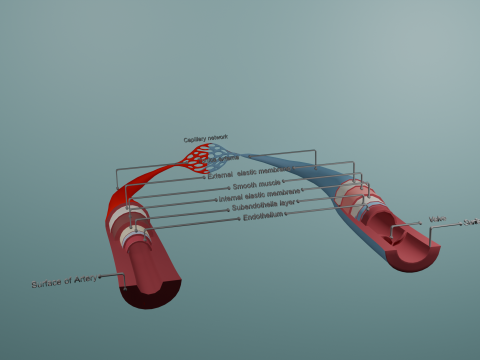 Realistic 3D Anatomical Model of Artery Vein and Capillary Network 3D Модель