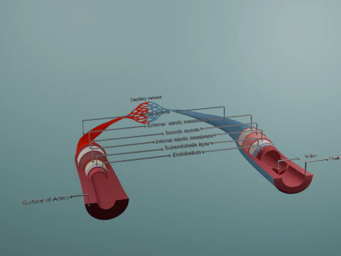 धमनी शिरा और केशिका नेटवर्क का यथार्थवादी 3डी शारीरिक मॉडल 3D मॉडल