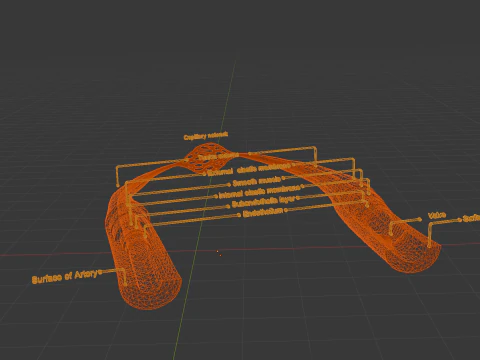 Realistic 3D Anatomical Model of Artery Vein and Capillary Network 3D Model
