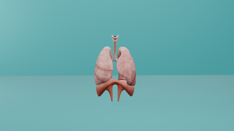 Human Respiratory System with Diaphragm 3D Принт Модель .c4d .max .obj .3ds .fbx .stl .blend