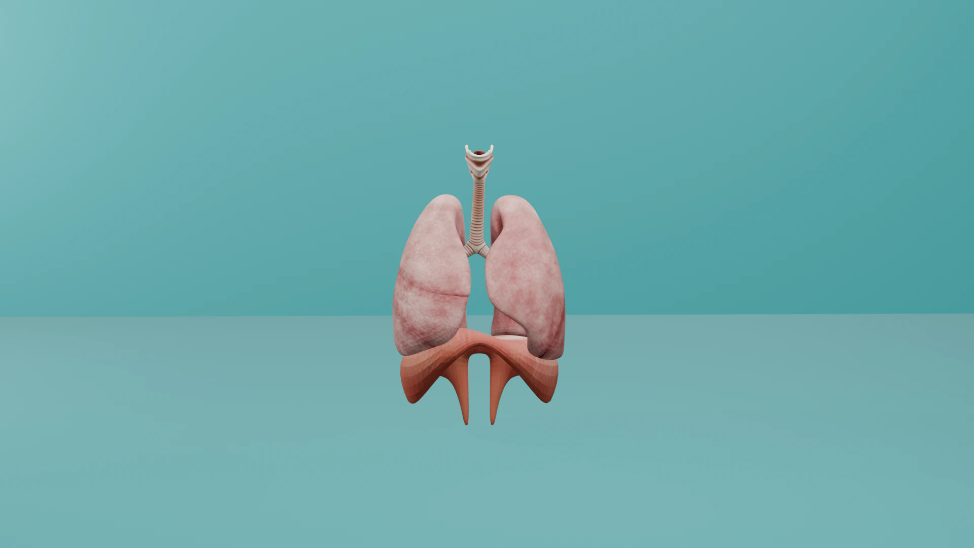 Human Respiratory System with Diaphragm 3D Model .c4d .max .obj .3ds .fbx .stl .blend