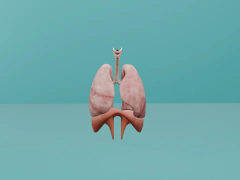 ダイヤフラムを備えた人間の呼吸器系 3Dモデル
