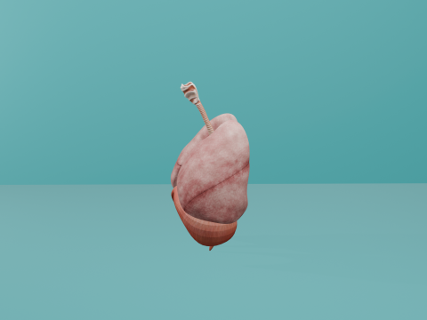 Human Respiratory System with Diaphragm 3D Принт Модель