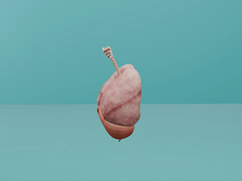 Human Respiratory System with Diaphragm 3D Model