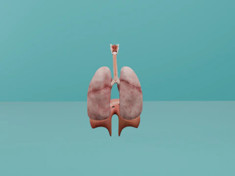 Human Respiratory System with Diaphragm 3D Model